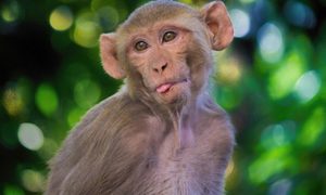 COVID-19: antiviral resulta efectivo en pruebas con animales