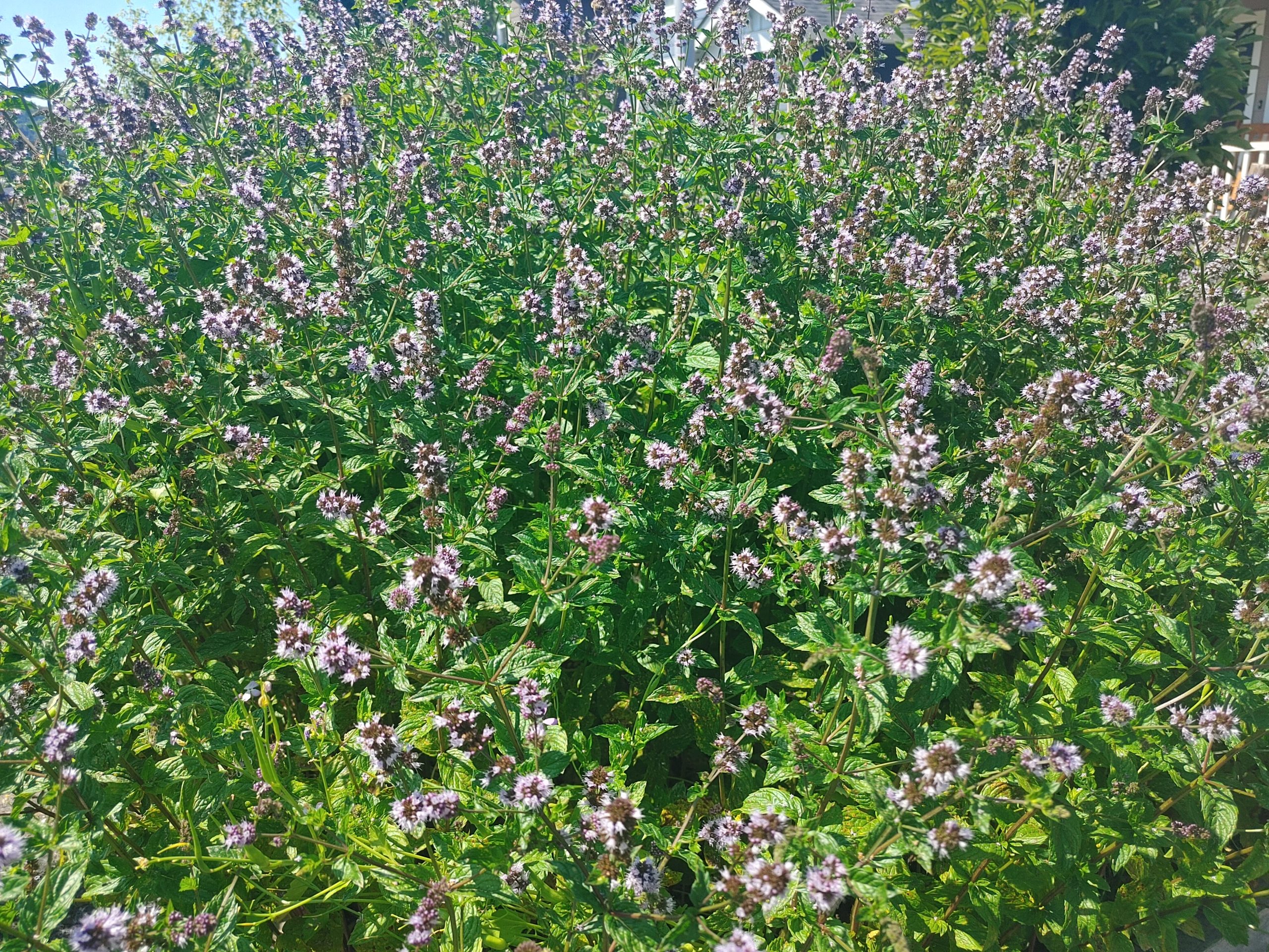 revision lg velvet 5g 2020 20200731 141525 hdr