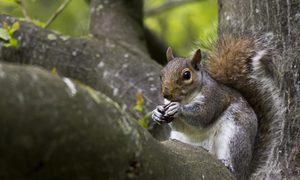 Una ardilla sobre un árbol