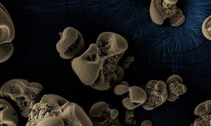 bacteria que come metales