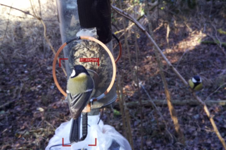 Carbonero común identificado por IA