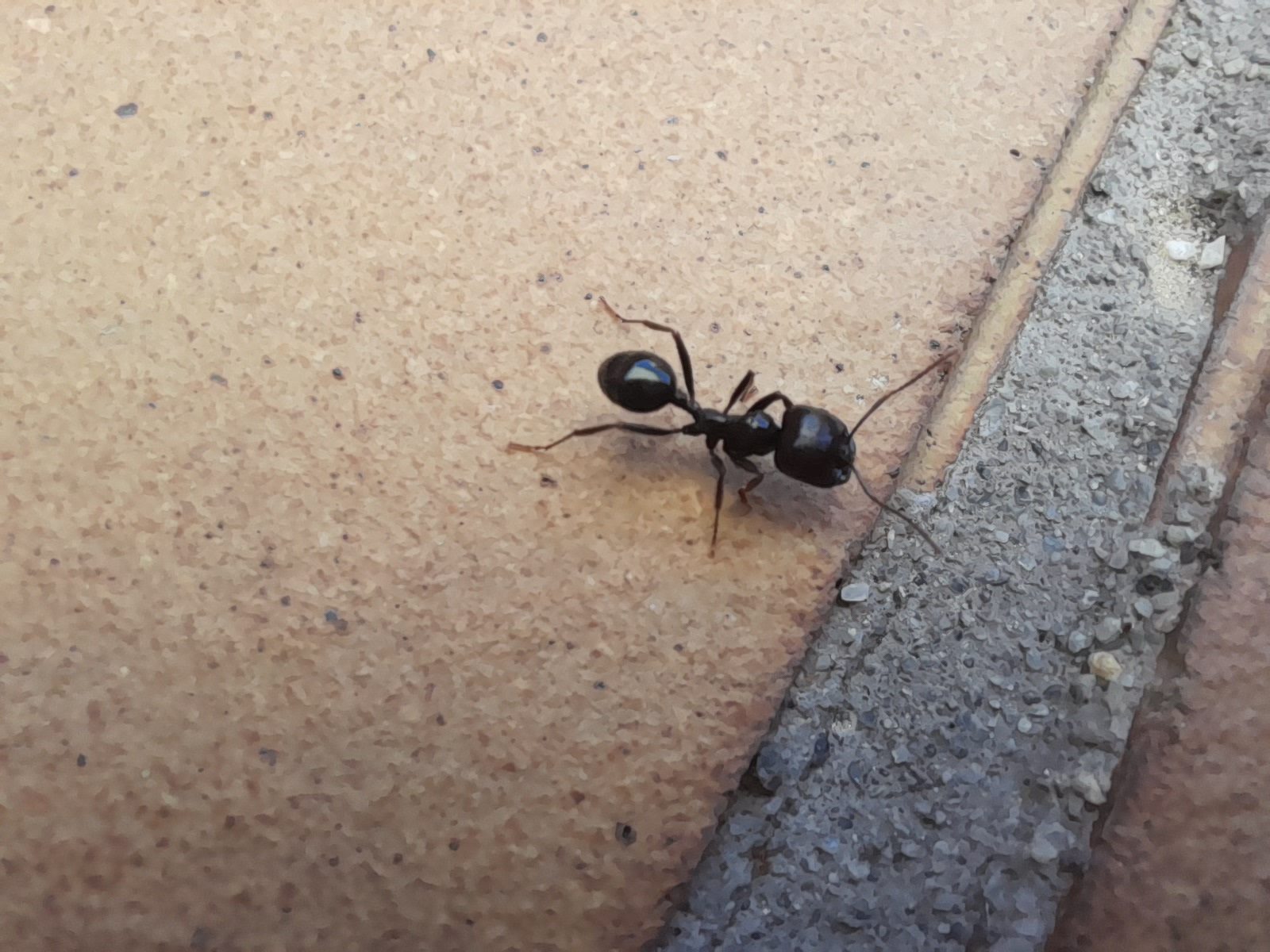 revision samsung galaxy a21s foto a 21s macro