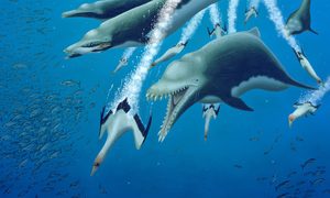 esqueleto delfin ankylorhiza ilustracion 2