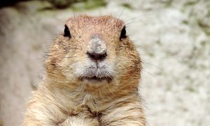 Marmota