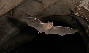 Murciélago