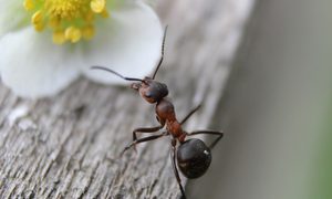 Hormigas