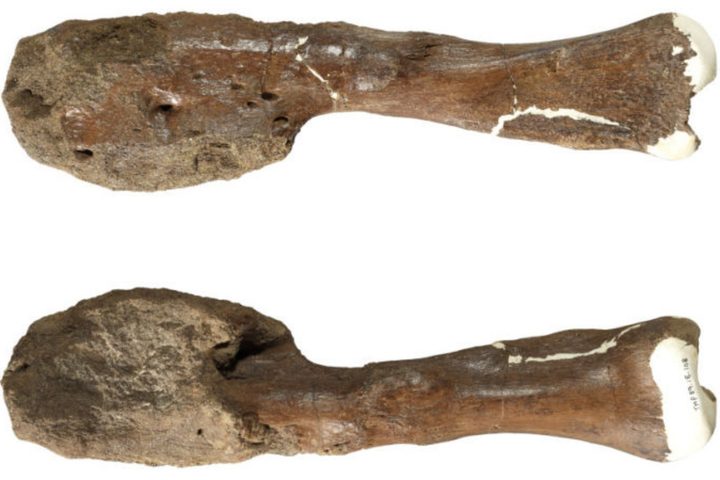 Cáncer en peroné de dinosaurio