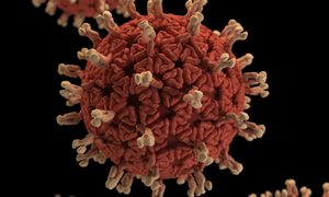 La imagen muestra una cepa de coronavirus.
