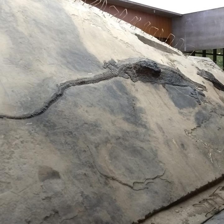 Fósil de un ictiosaurio