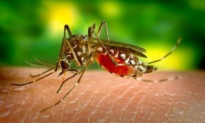 Mosquito