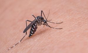La imagen muestra un Mosquito posado sobre piel humana.