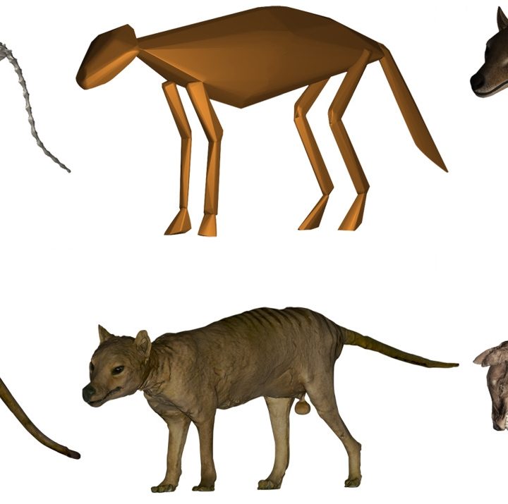 Modelos volumétricos tridimensionales del tilacino, más conocido como tigre de Tasmania.