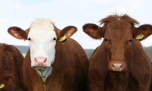 Dos vacas posan una al lado de la otra.