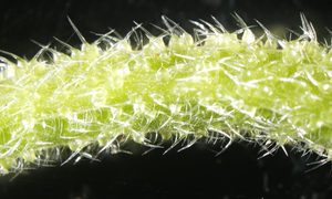 arbol punzante gigante australia venenoso