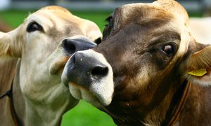 Dos vacas miran a la cámara