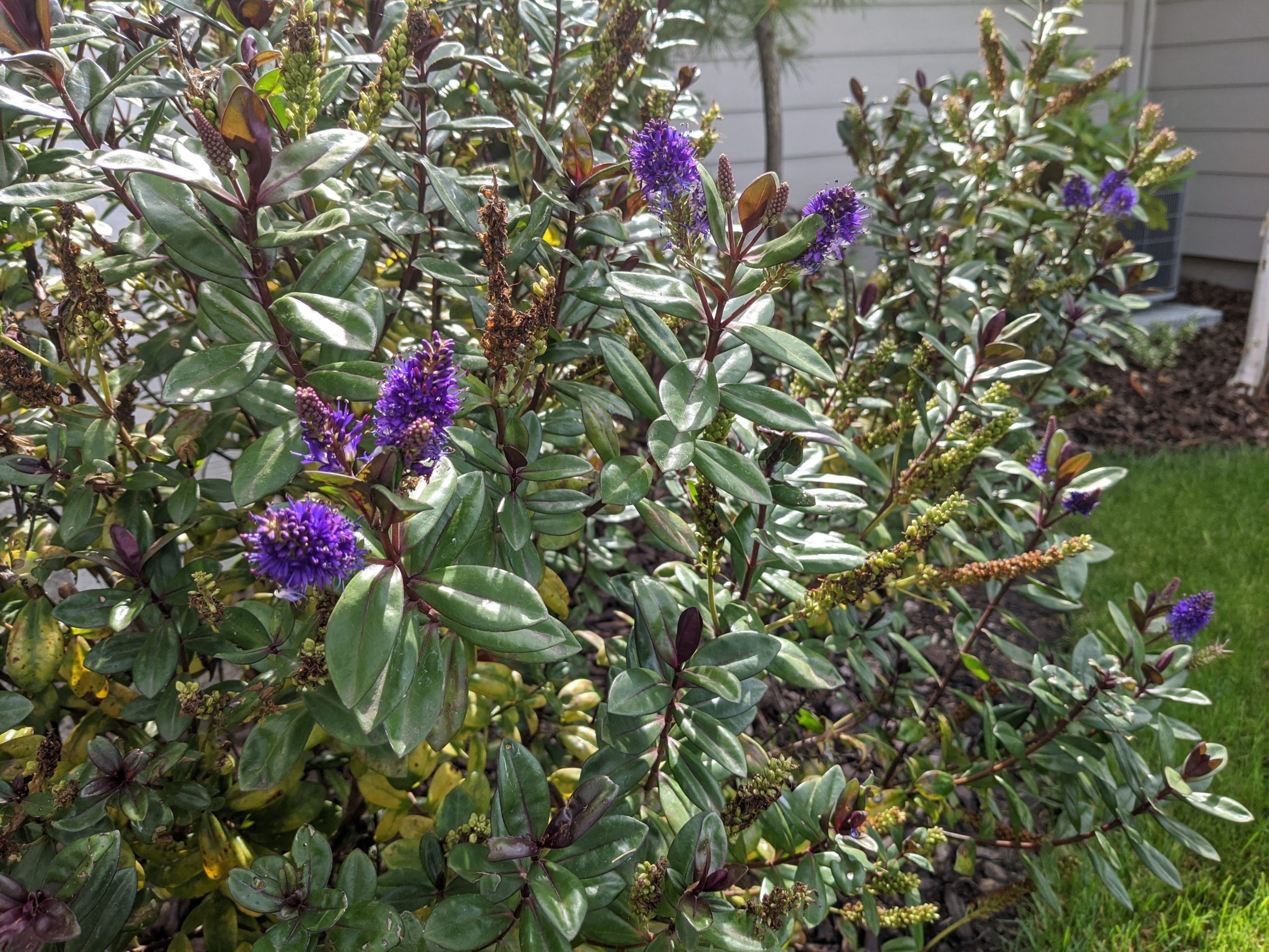 revision google pixel 4a foto normal 2