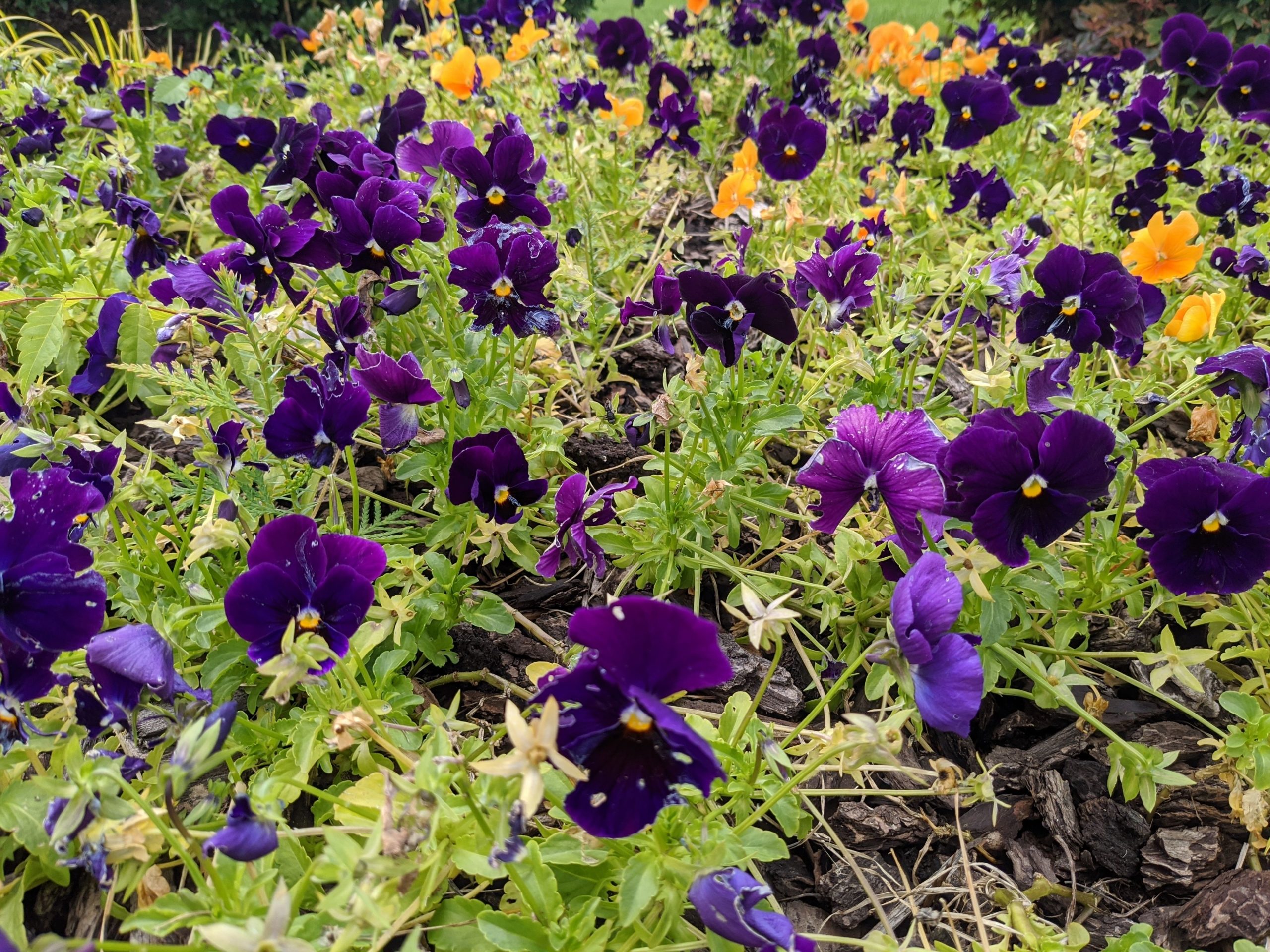 revision google pixel 4a foto normal 3