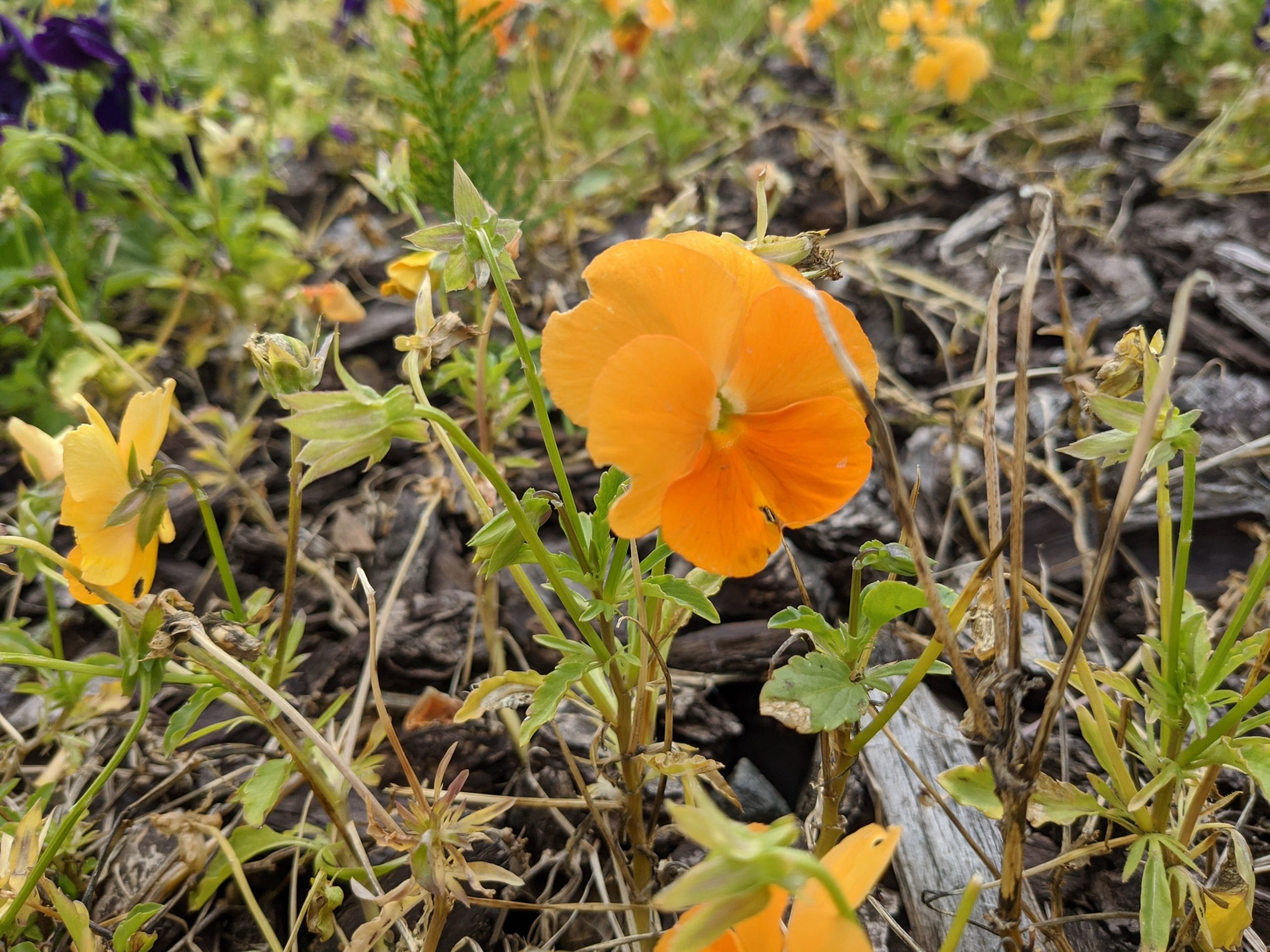 revision google pixel 4a foto normal 4