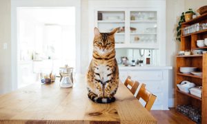 Estudio sobre comidas diarias de gatos