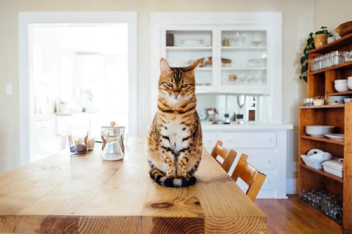 Estudio sobre comidas diarias de gatos