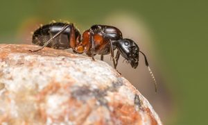 Una hormiga formicidae