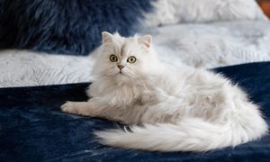 gatos infectadas coronavirus jeanie de klerk 9obue f7kjk unsplash