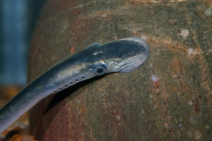 Lamprea de mar