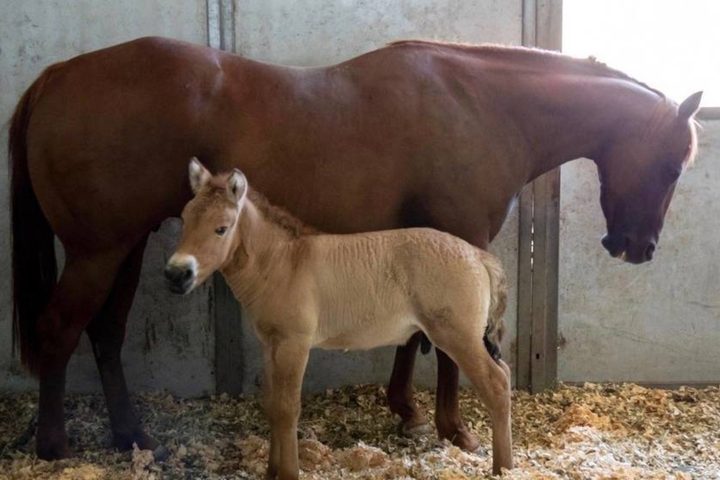 Caballo salvaje clonado