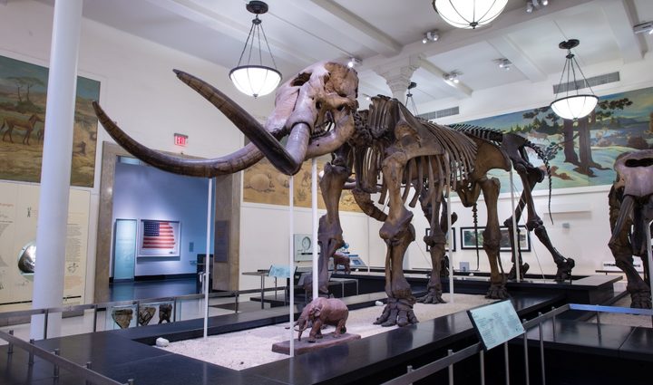 Restos de un mastodonte conservado en un museo