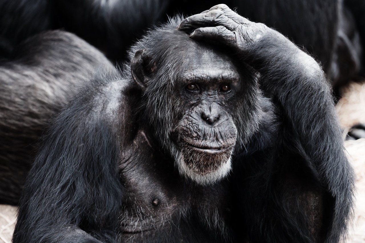 Expertos predicen extinción de mamíferos “sin precedentes”