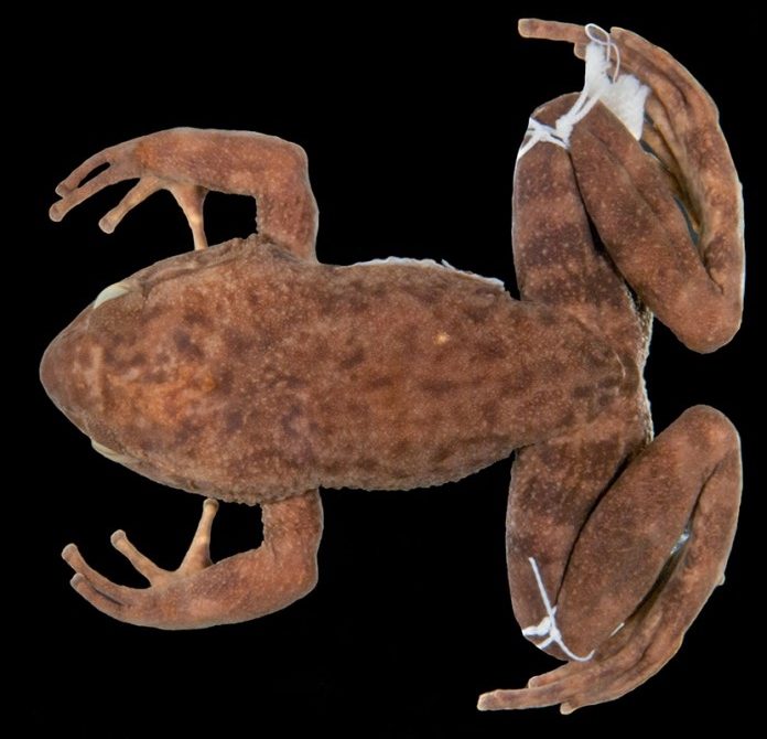 Megaelosia bocainensis