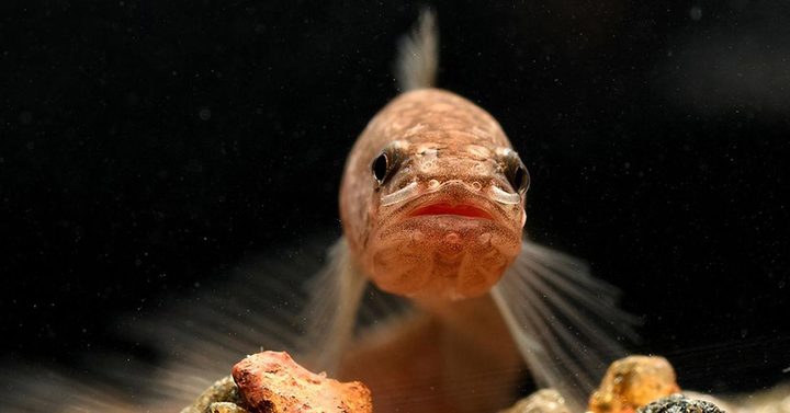 La imagen muestra un ejemplar del llamado Pez Gollum.