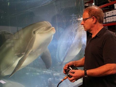 La imagen muestra a un delfín robot.