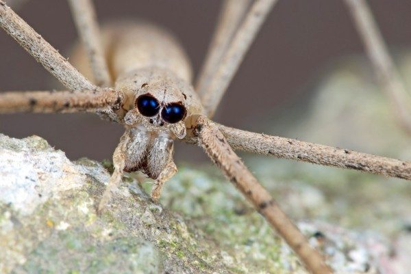 La imagen muestra un ejemplar de araña conocido como cara de ogro.