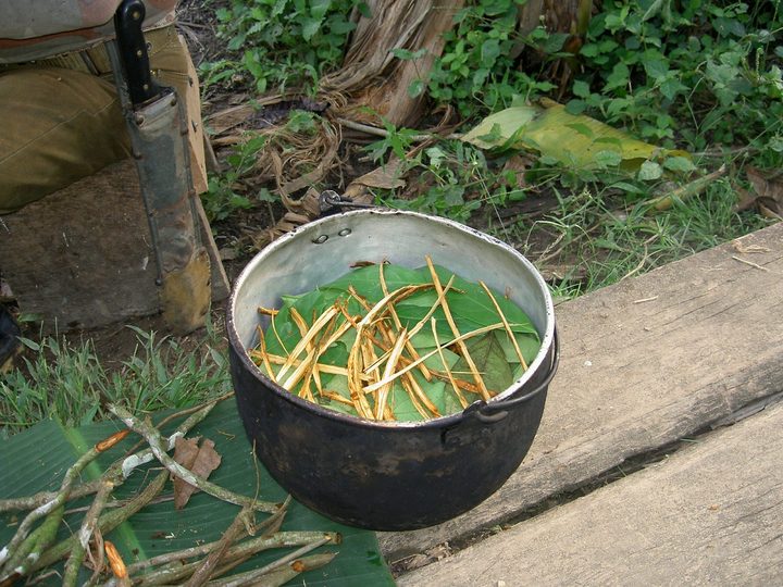 Preparación de ayahuasca en Ecuador