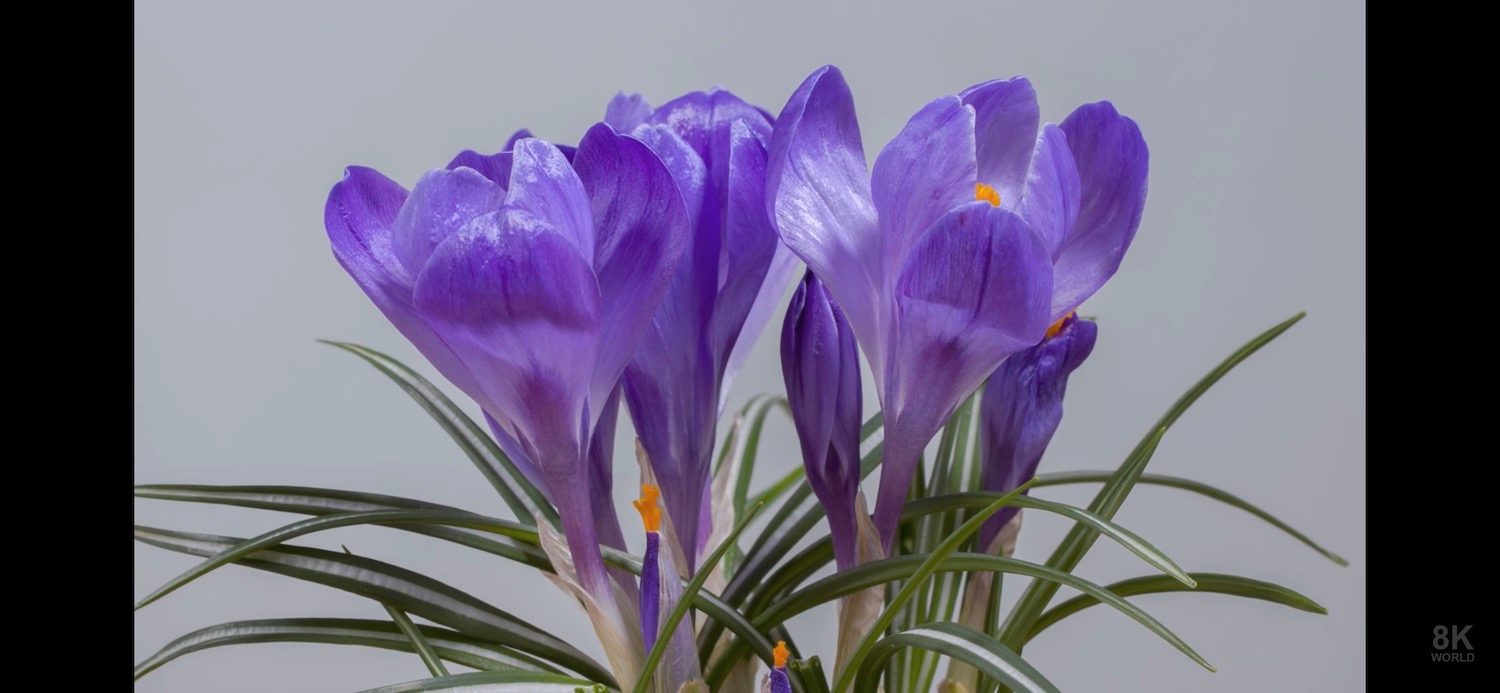 iphone 12 pro captura 05