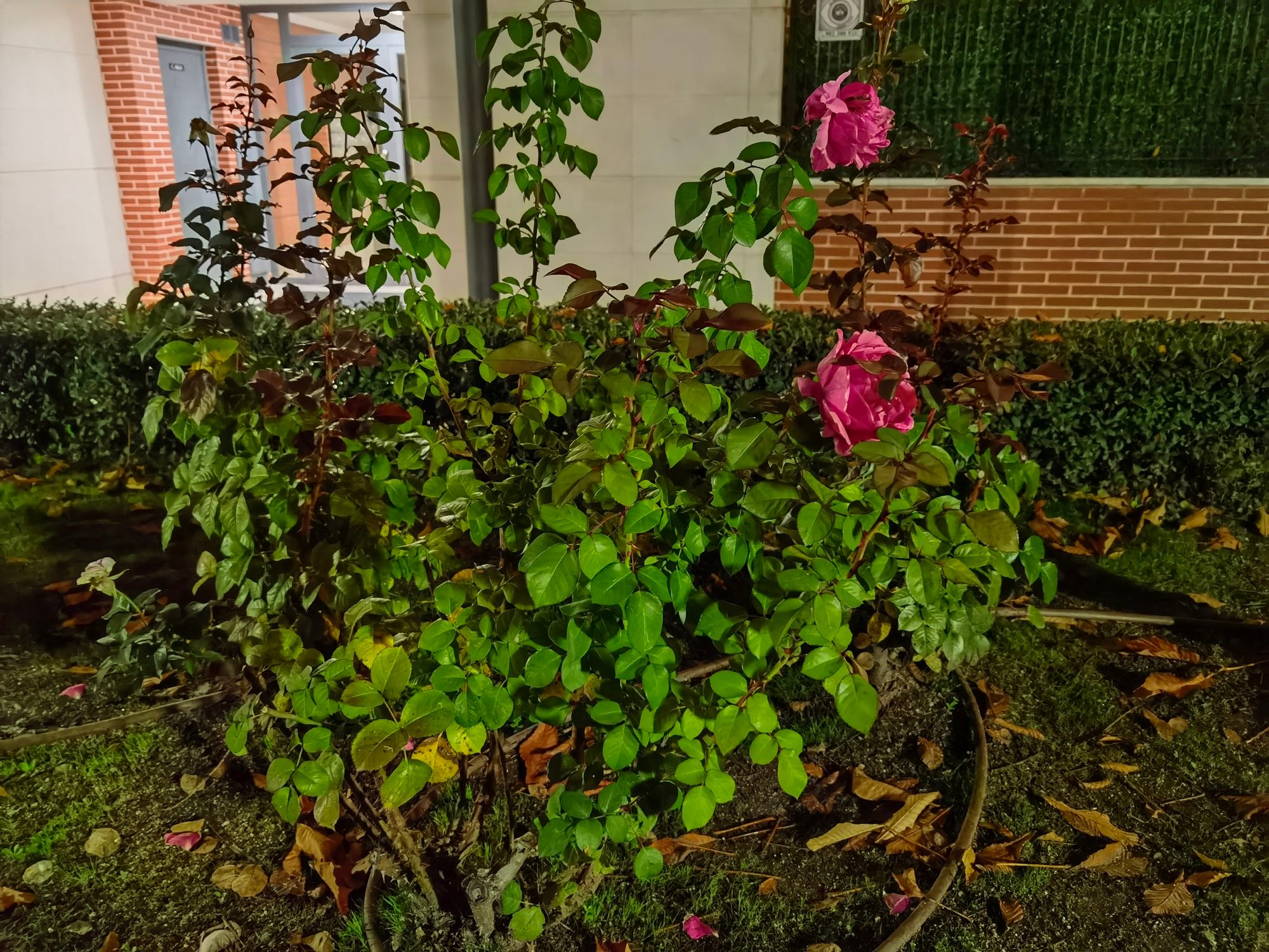 Modo noche huawei mate 40 pro