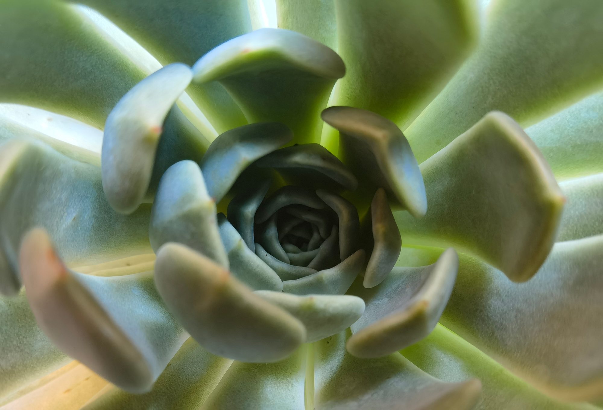 review huawei mate 40 pro analisis opinion precio foto primer plano 2