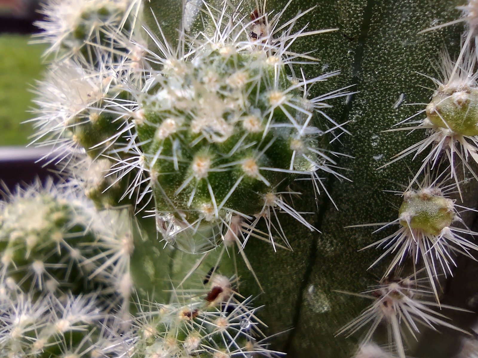 revision moto g 5g plus foto macro 2