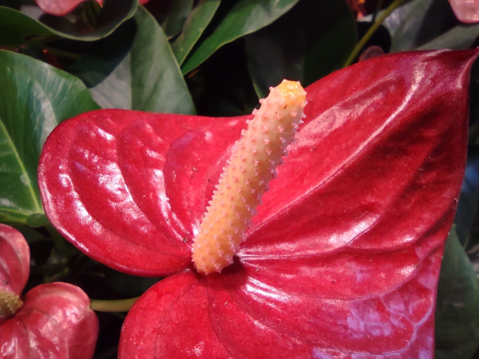 revision moto g 5g plus foto macro