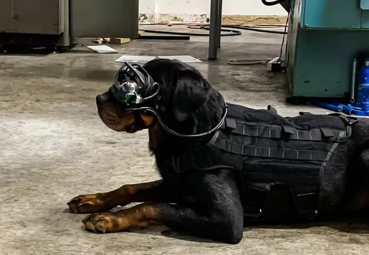 Perros militares de Estados Unidos