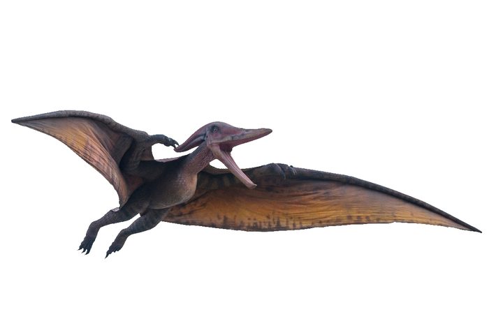 Pterodáctilos