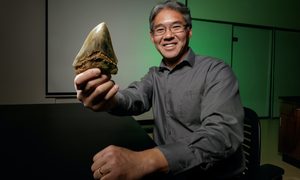 canibalismo uterino tamano megalodon kenshu shimada january  2017