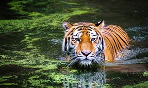 La imagen muestra a un tigre en el agua.