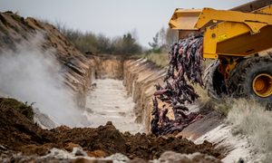 La imagen muestra a los visones sacrificados en Dinamarca siendo enterrados en una fosa.