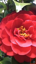 administrar el almacenamiento de imagenes en iphone 8 storage5 153x273