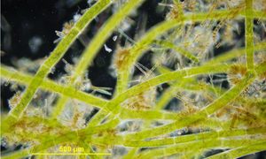 cientificos nuevos microbios algalassemblages erica young