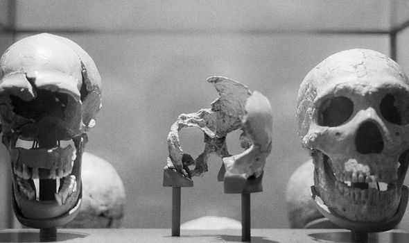 La imagen muestra los cráneos de un homo sapiens y un neandertal.