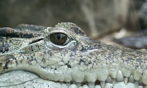 caimanes tambien pueden regenerar colas crocodile 66886 1920