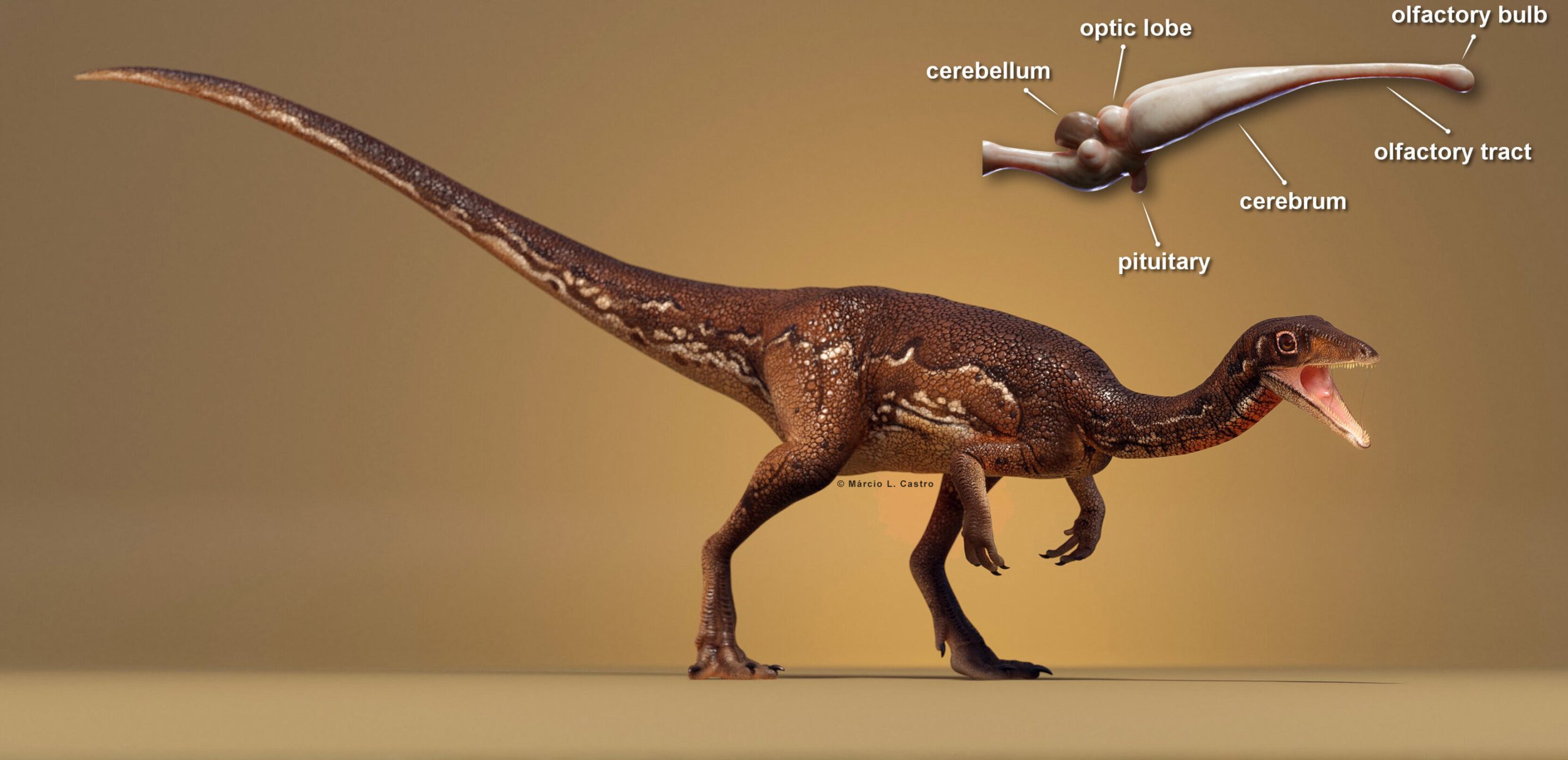 El cerebro del dinosaurio buriolestes schultzi